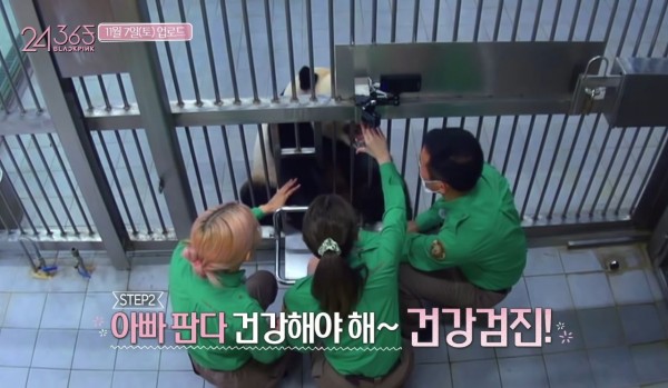Netizen Tiongkok Membanting BLACKPINK Karena Berinteraksi dengan Panda